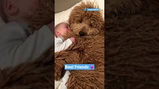 Golden Doodle Snuggles With Baby | The Dodo