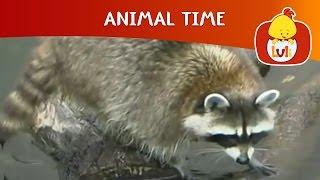 Animal Time | Cartoon for Children - Luli TV