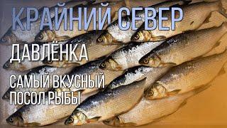 Лучший рецепт засолки северной рыбы!