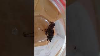 KUMBANG BADAK VS KUMBANG BADAK