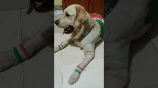 Happy independence #shorts #viral #trending #india #independenceday #milolia