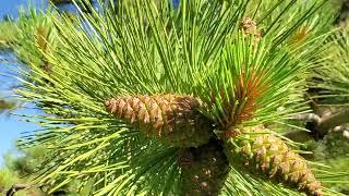 Austrian Pine (Pinus nigra) growing in zone 3 Sherwood Park, Alberta (Edmonton area)