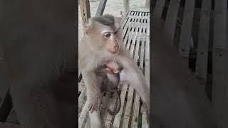 Lovely monkey baby so cute