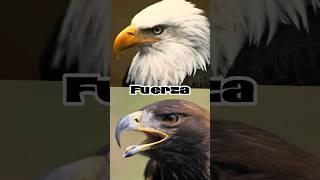 Aguila calva vs Aguila real #edit #vs #aguilas #animals