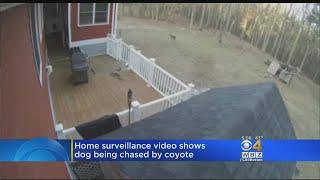 Video Shows Pit Bull Escape Attacking Coyotes In New Hampshire Backyard