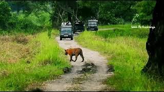 Kaziranga National park Assam.#animals #wildlife #tokib #tiger