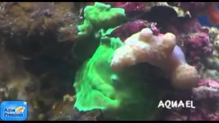Talking fish episode 3 Nano reef tank