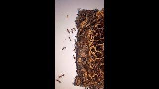 Black Ants Eating a Rotten Honey Comb