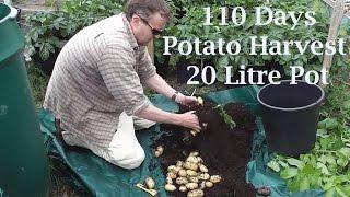 Allotment Diary : 110 Day Potato Harvest from a 20 Litre Container Pot