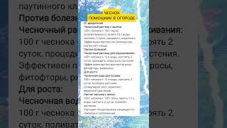 Чеснок в огороде #дача #огород #полезныесоветы #советы