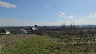 Weingut Stiftsweingut Heiligenkreuz Wien Freigut Thallern Weingärten Wein Hotel