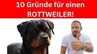 Die 10 wichtigsten Gründe für einen Rottweiler 