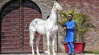 Unraveling the Mystique of Nukra Horse Steel Horses – A Breed Like No Other!