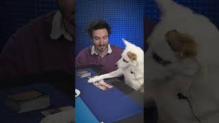 We Taught a Dog How To Play Magic: The Gathering