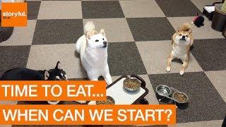 Perfectly Trained Shiba Inus Wait For Command to Eat (Storyful, Dogs)