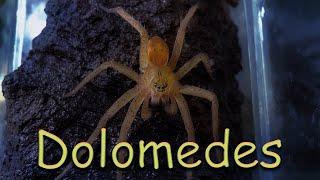 Паук рыболов - Dolomedes sp.