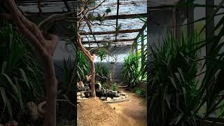 Outdoor aviary with water pond #aviary #paradiseparkaviary #ponds #birds #finches #birdsavairy