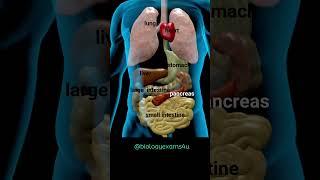 Human Body Internal Organs Animation #humanbody