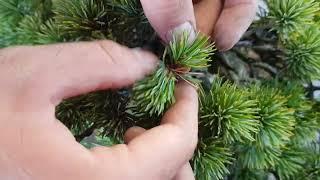 How to Pinch Japanese White Pines: Pentaphylla and Parvifolia