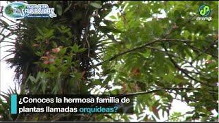 ¿Conoces la hermosa familia de plantas llamadas orquídeas?