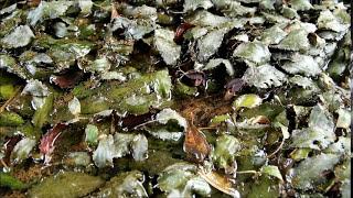 Cryptocoryne nurii var. raubensis   -DIscoveryPlanet-