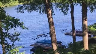 Big flock of geese on the lake.