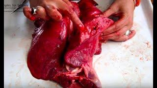 Lung Pluck Gas Exchange Respiratory System Dissection GCSE A Level Biology NEET Practical Skills