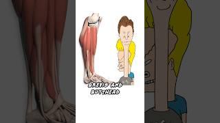 Lower Leg Muscles