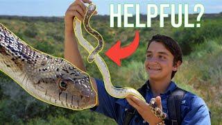 The Gopher Snake: Everything You Need To Know!