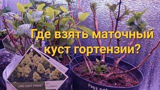 МАТОЧНЫЙ КУСТ ГОРТЕНЗИИ.Что это и где его взять?‍️