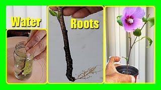 How to Grow Hibiscus In Water | Propagate Hibiscus Cuttings in Water Easily