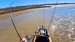 Unbelievable nonstop action! So many huge fish in shallow water