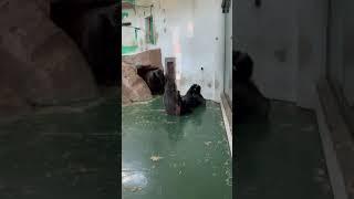 Gorilla Attack | China | Shanghai | Китай |  Нападение гориллы #china #memes  #shorts #animals