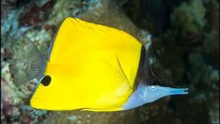 Facts: The Yellow Longnose Butterflyfish