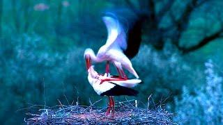 White Stork - Nature Documentary HD / Bird watching (Ciconia ciconia)