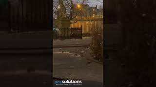 WATCH! Rats Run Riot in Glasgow City Centre! #pestcontrol #glasgow #ratcontrol #publichealth