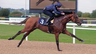 City Of Troy leaves O'Brien purring following Southwell gallop ahead of the Breeders' Cup Classic