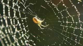 The Spider Song (cover by gAlaRamA and Carolyn S)