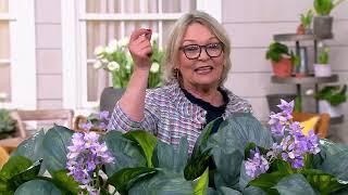 Barbara King 3-Piece Fragrant Blue Hosta Live Plants on QVC