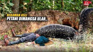 Geger!! Detik-Detik Warga Diserang Ular Piton Raksasa Saat Membersihkan Kebun. Terekam Kamera...