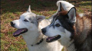 SHERPA and NOOK ~ Huskies Last playdate ~  Dogs just chillin