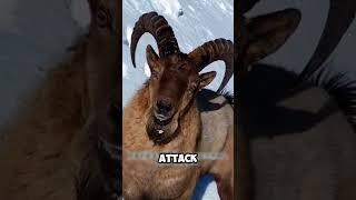 Golden Eagle vs Himalayan Ibex: A Predator’s Ruthless Hunt #shorts #viralvideo