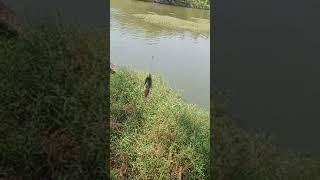 fishing in the fishfarm