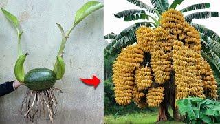 Technique For grafting Banana tree Using Watermelon and Aloe Vera | Grafting Banana Tree