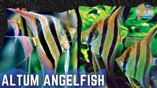 Altum Angelfish Care Guide: How to Keep Altum Angels in Your Aquarium