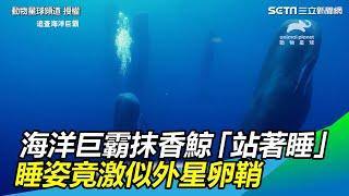 海洋巨霸抹香鯨「站著睡」　睡姿竟激似外星卵鞘｜三立新聞網SETN.com