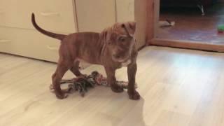 Питбуль щенок Руна. Первый день дома || Pitbull puppy Runa first day at home