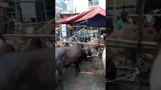 biggest cow hat in Dhaka #cow #hat #cowhat #big