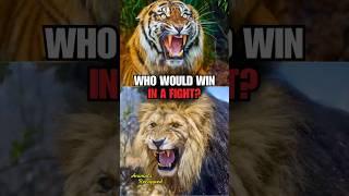 Lion vs Tiger is Close