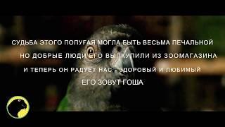Гоша - спасенный сенегальский длиннокрылый попугай / Rescued Senegal Parrot Goshka